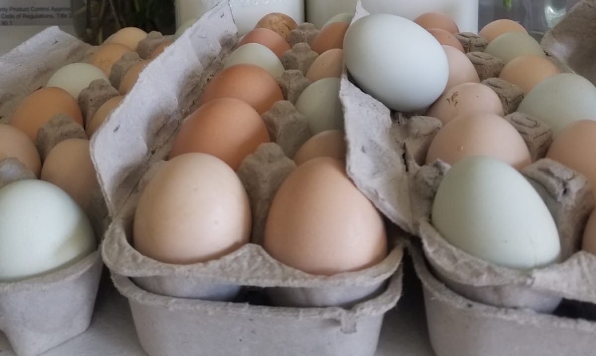 Chicken Eggs (free range, organic)