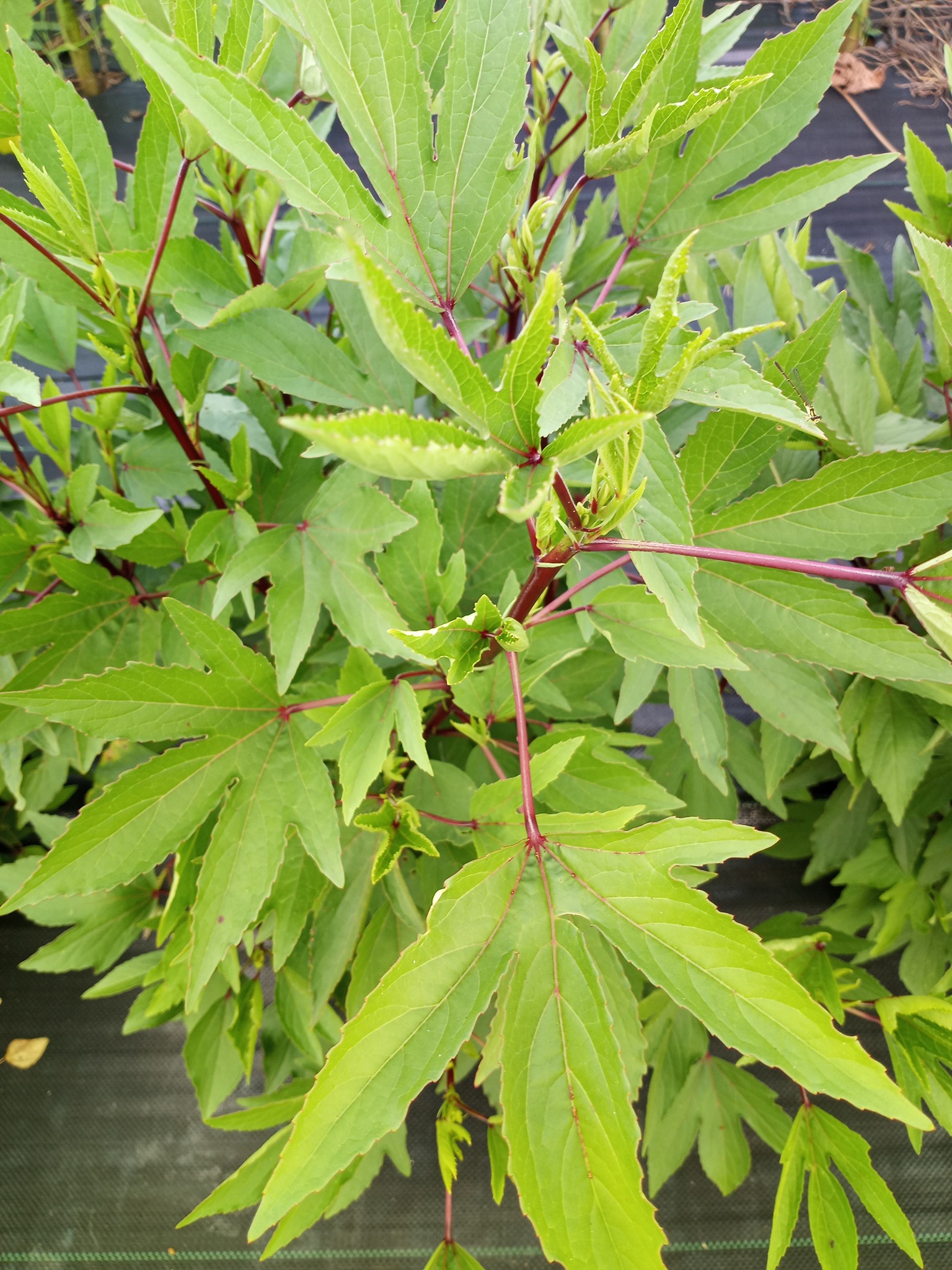 Gongura leaves/ Sorrel leaves
