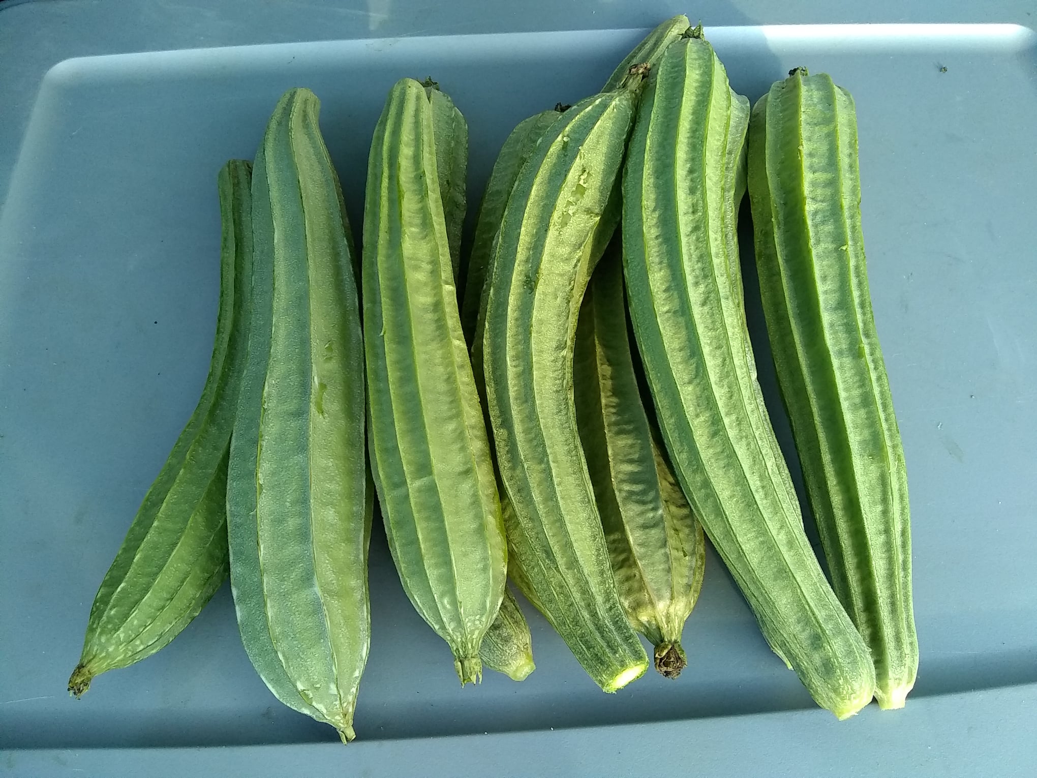 Organic Ridge Gaurd ( బీరకాయ/பீர்/બીયર/बियर)