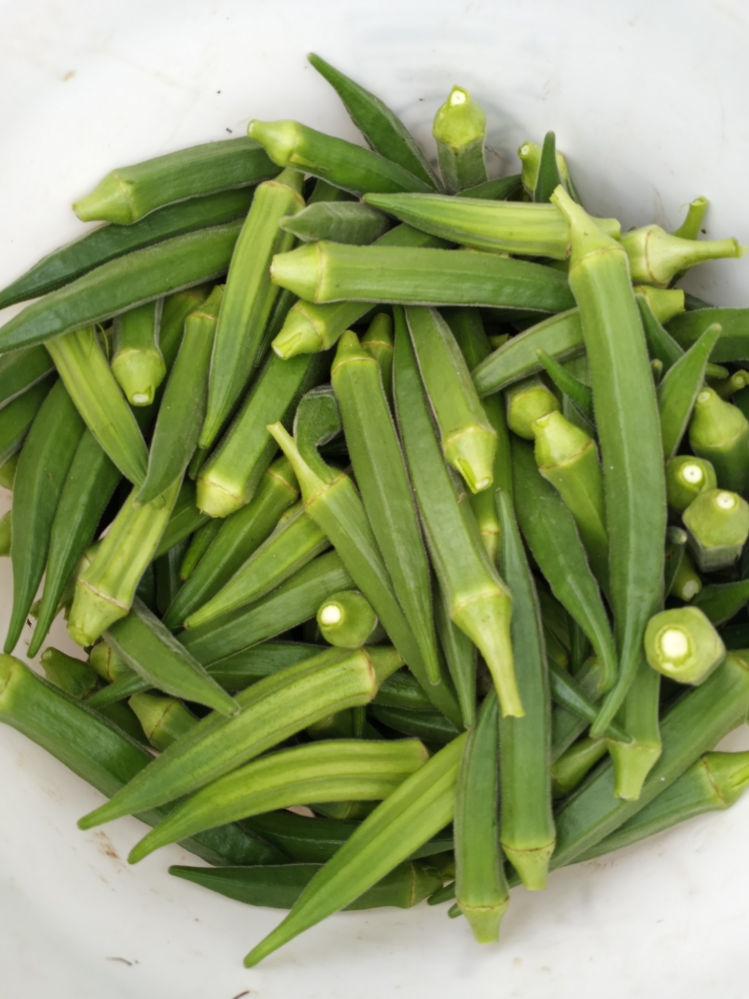 Organic Okra