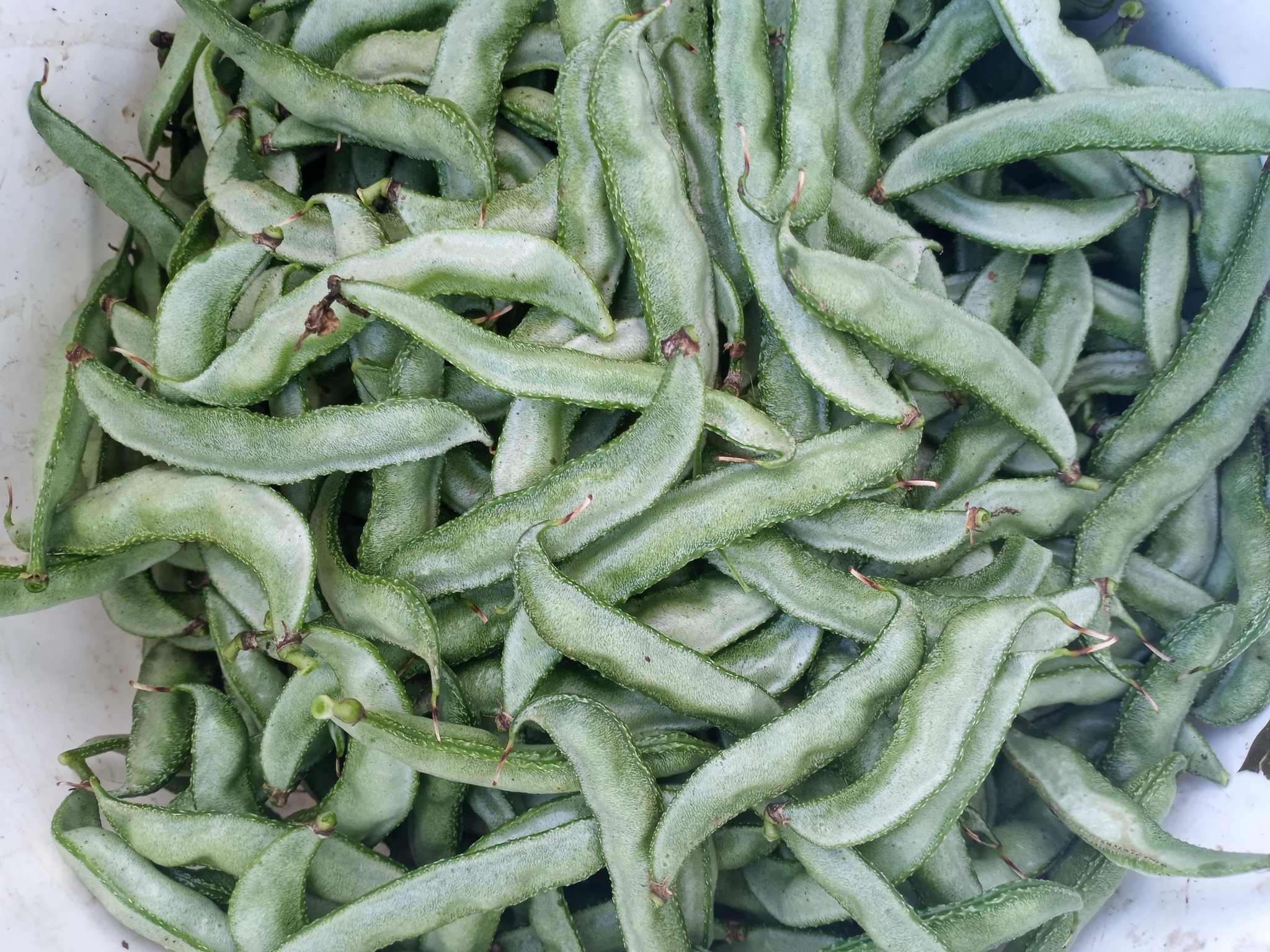 Avarakkai beans