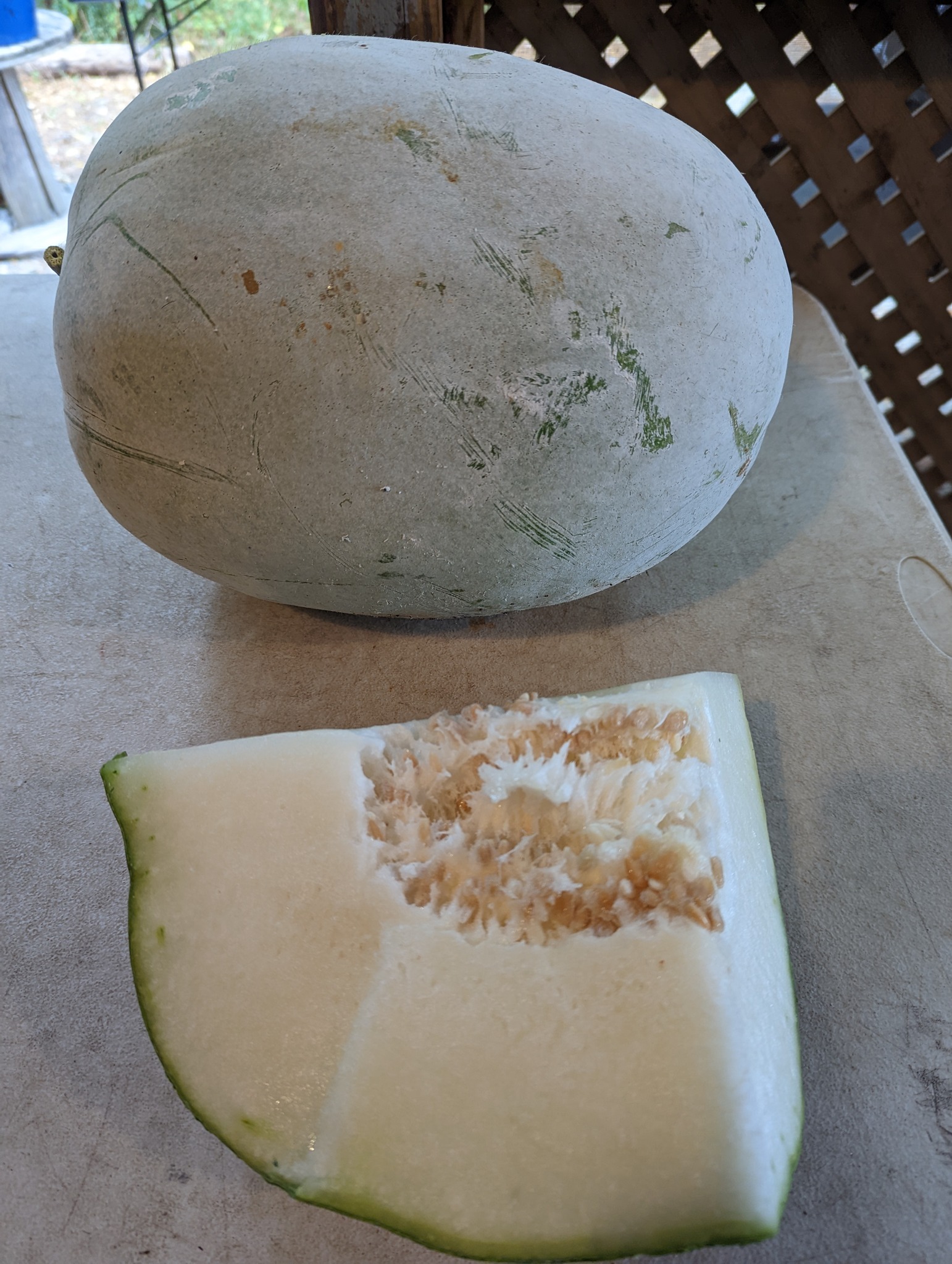 White pumpkin / Ash gourd