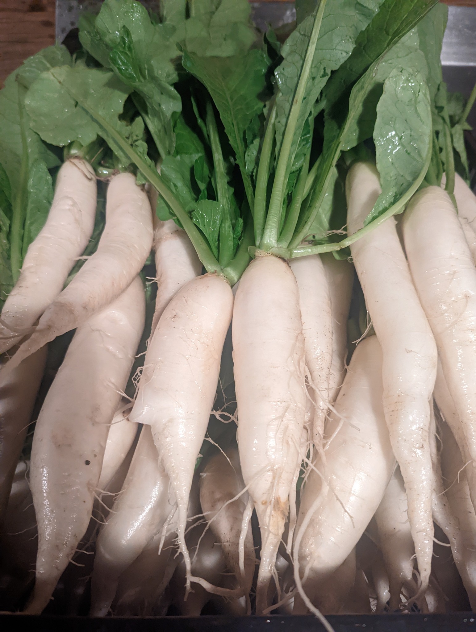 Mooli/Radish