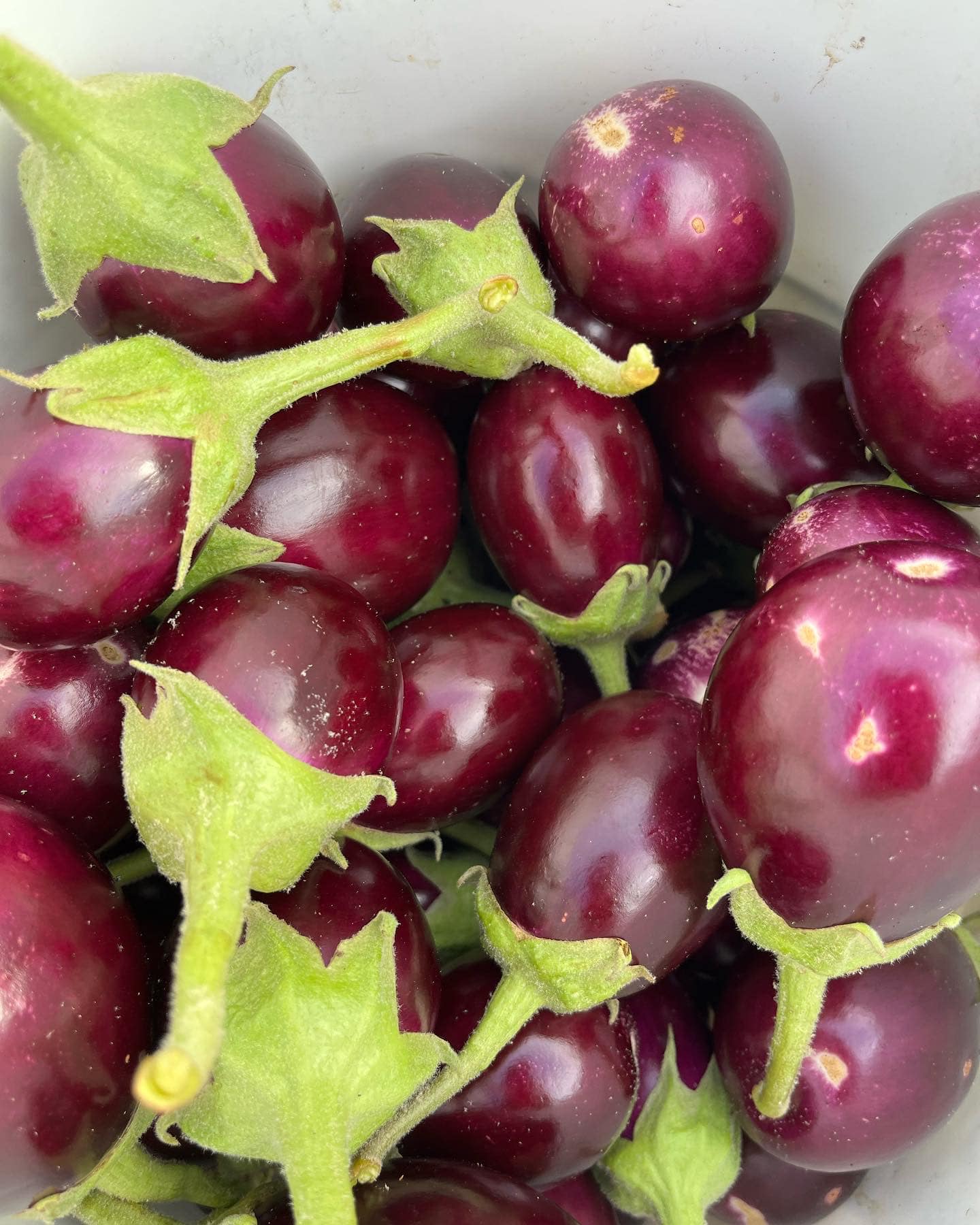 Organic Brinjal