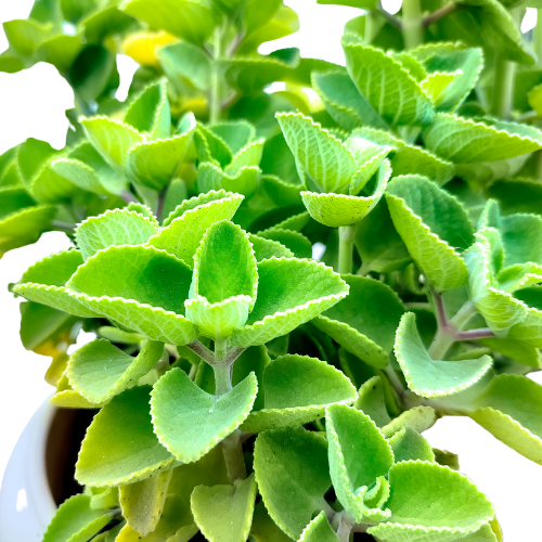 Ajwain plants