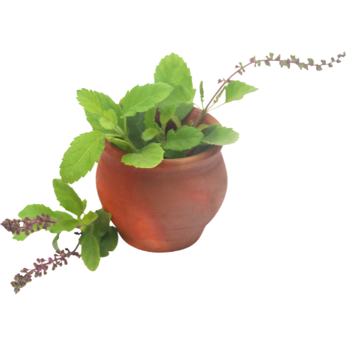 Tulasi plants