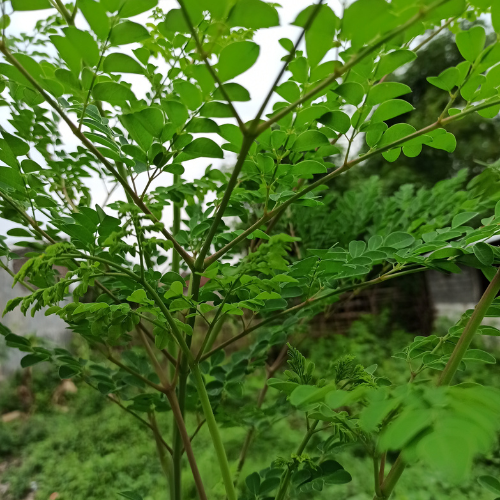 Moringa plants