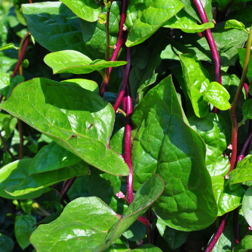 Malabar spinach