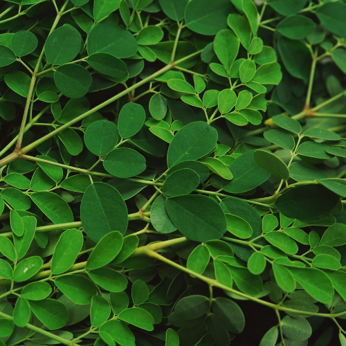 Moringa leaf