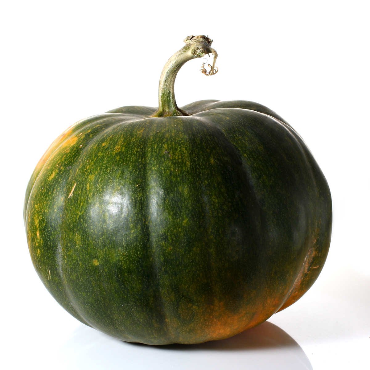 Tender green pumpkin