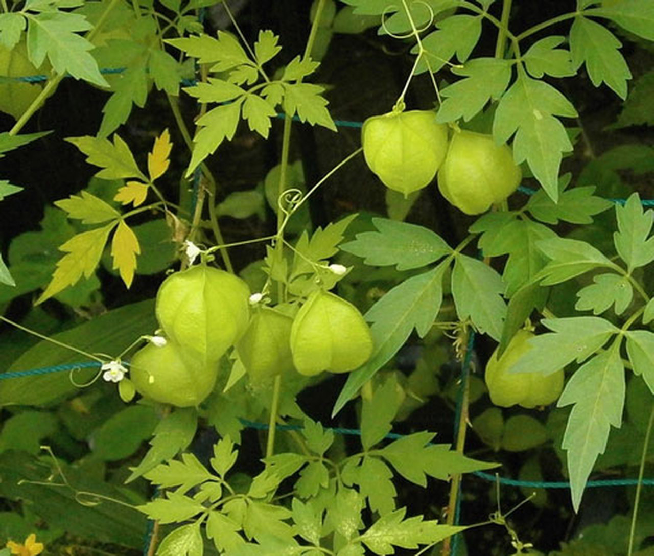 Mudakathan keerai/Balloon vine spinach