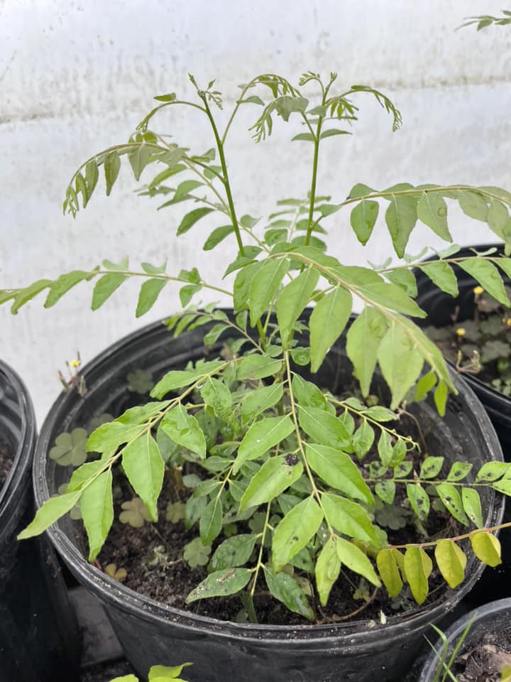 Curry Leaves plant