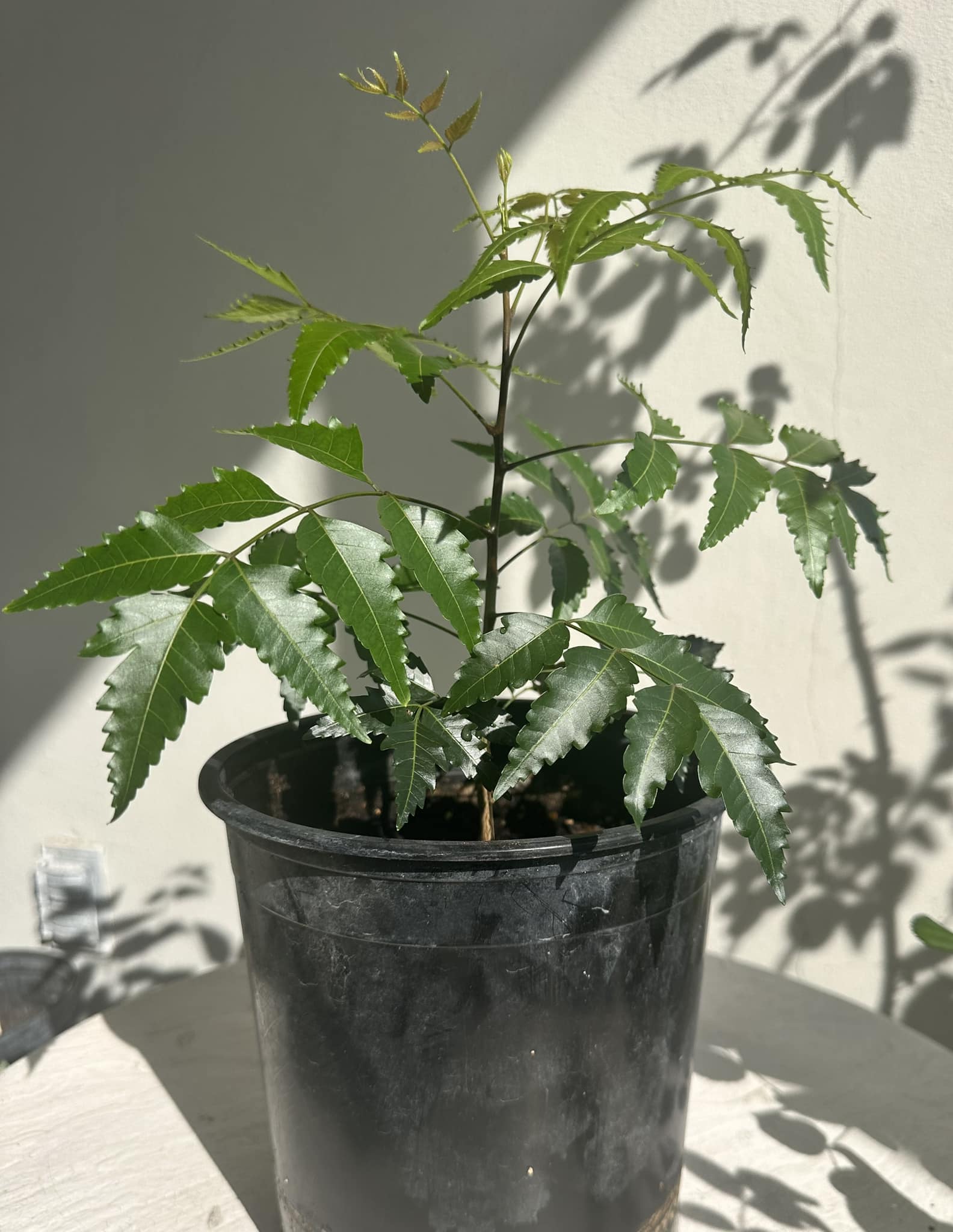 Neem Plant