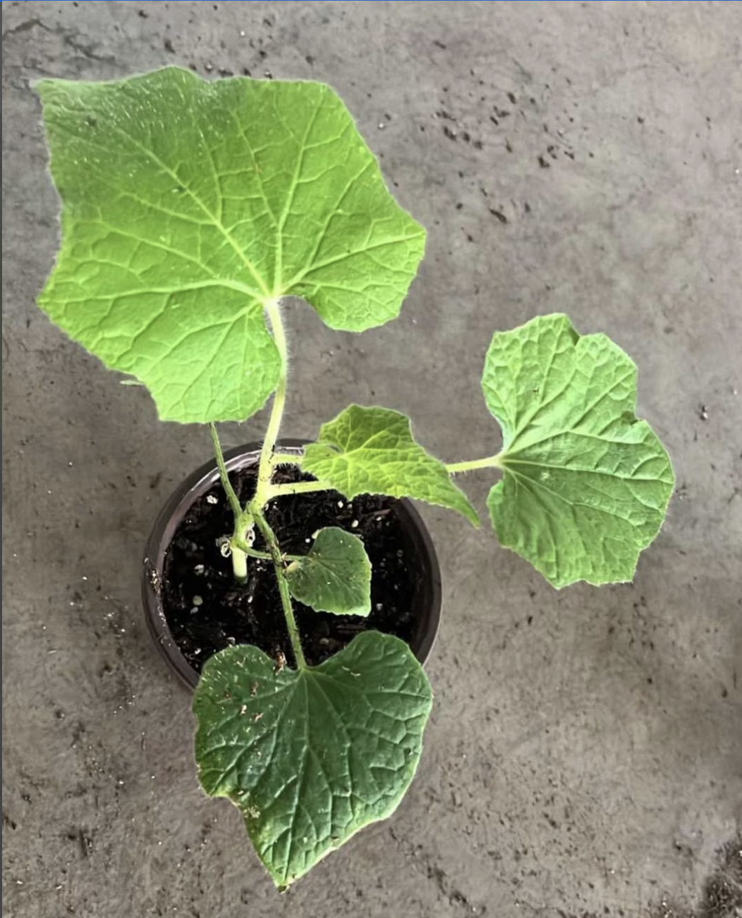 Bottle Gourd