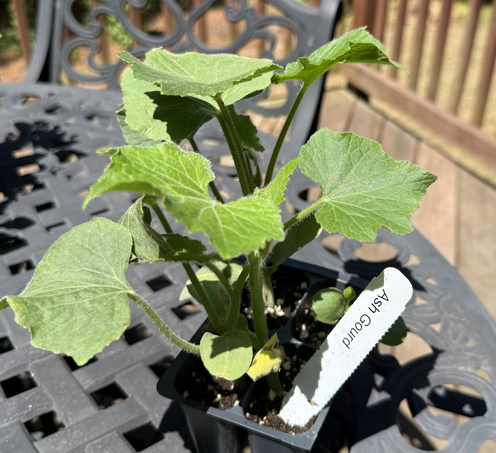 Ashgourd