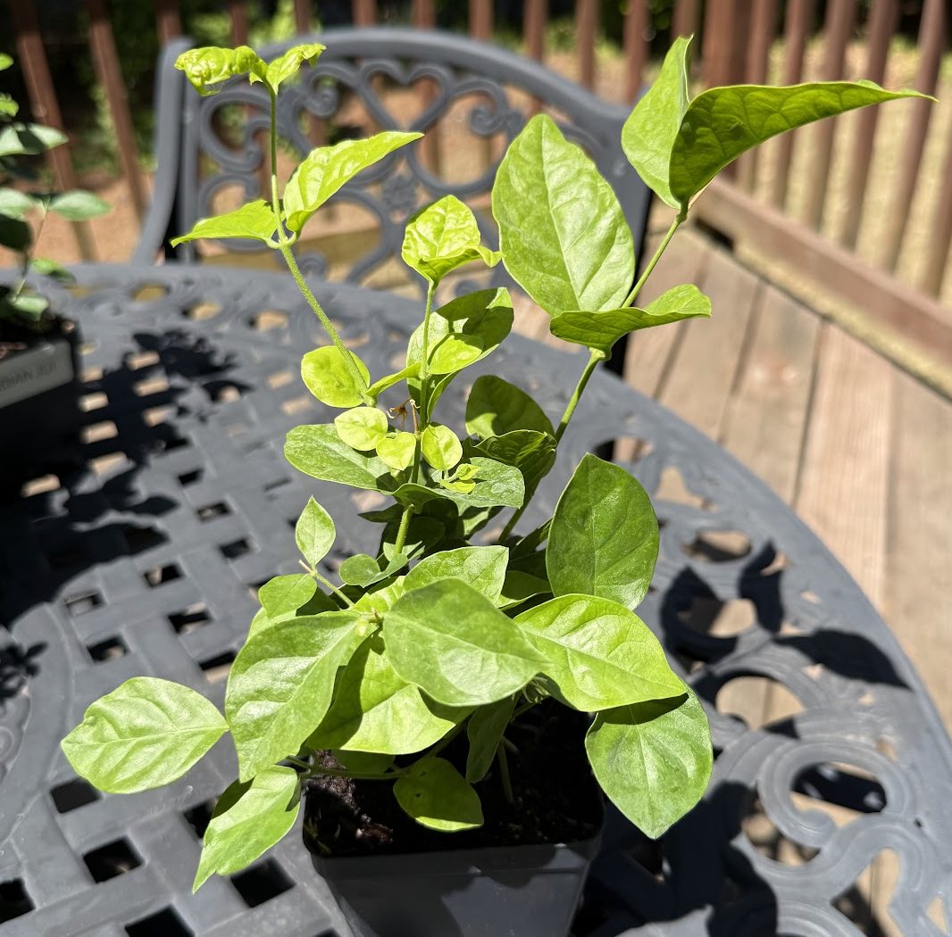 Arabian Jasmine