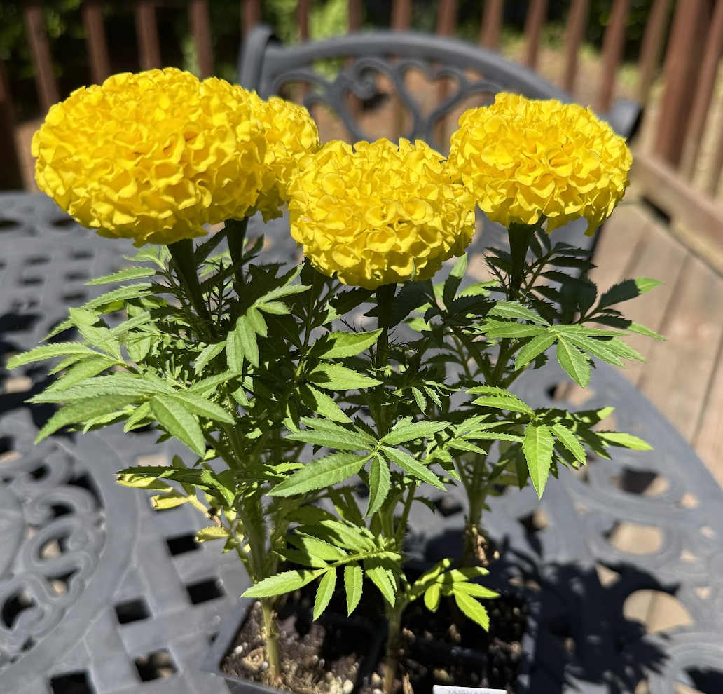 Marigold Yellow
