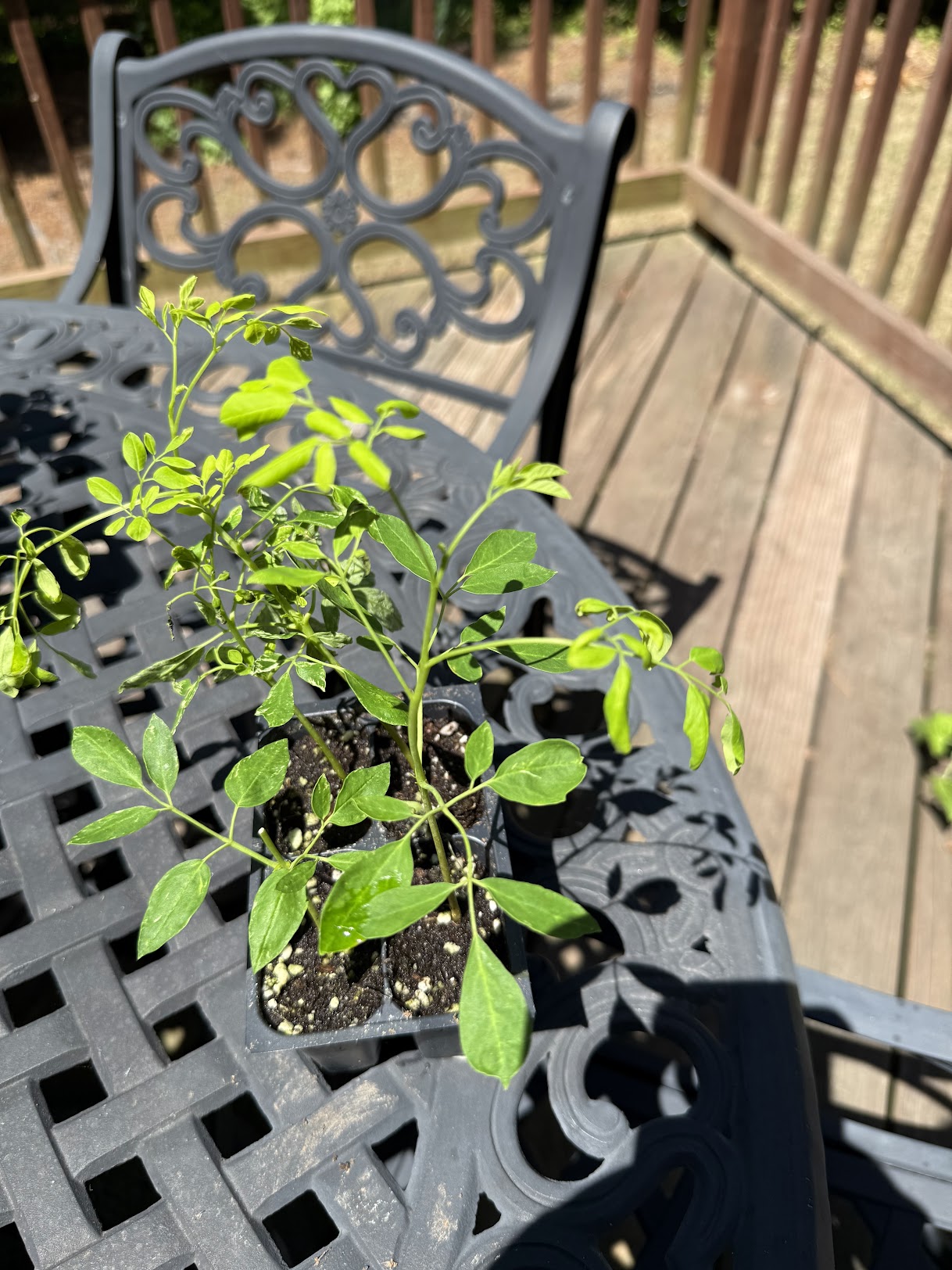 Moringa
