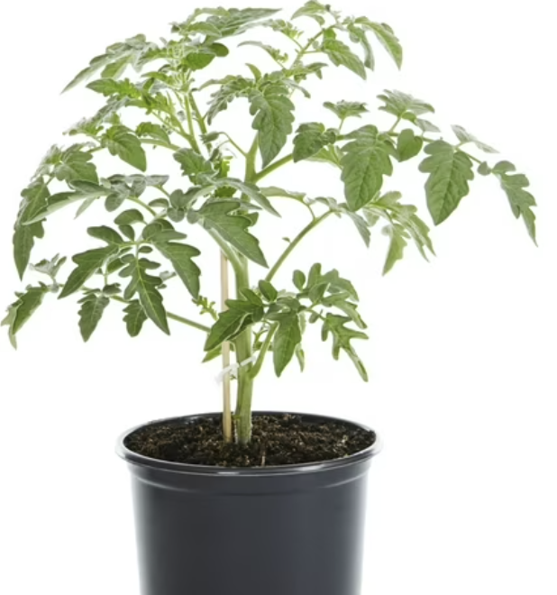 Tomato