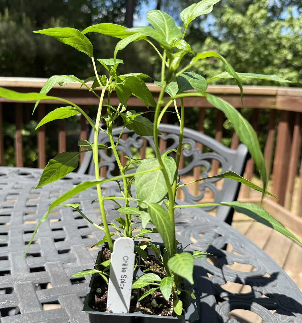 Spicy Indian Chilli