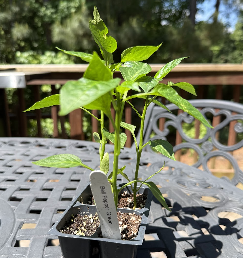Green Bell Pepper