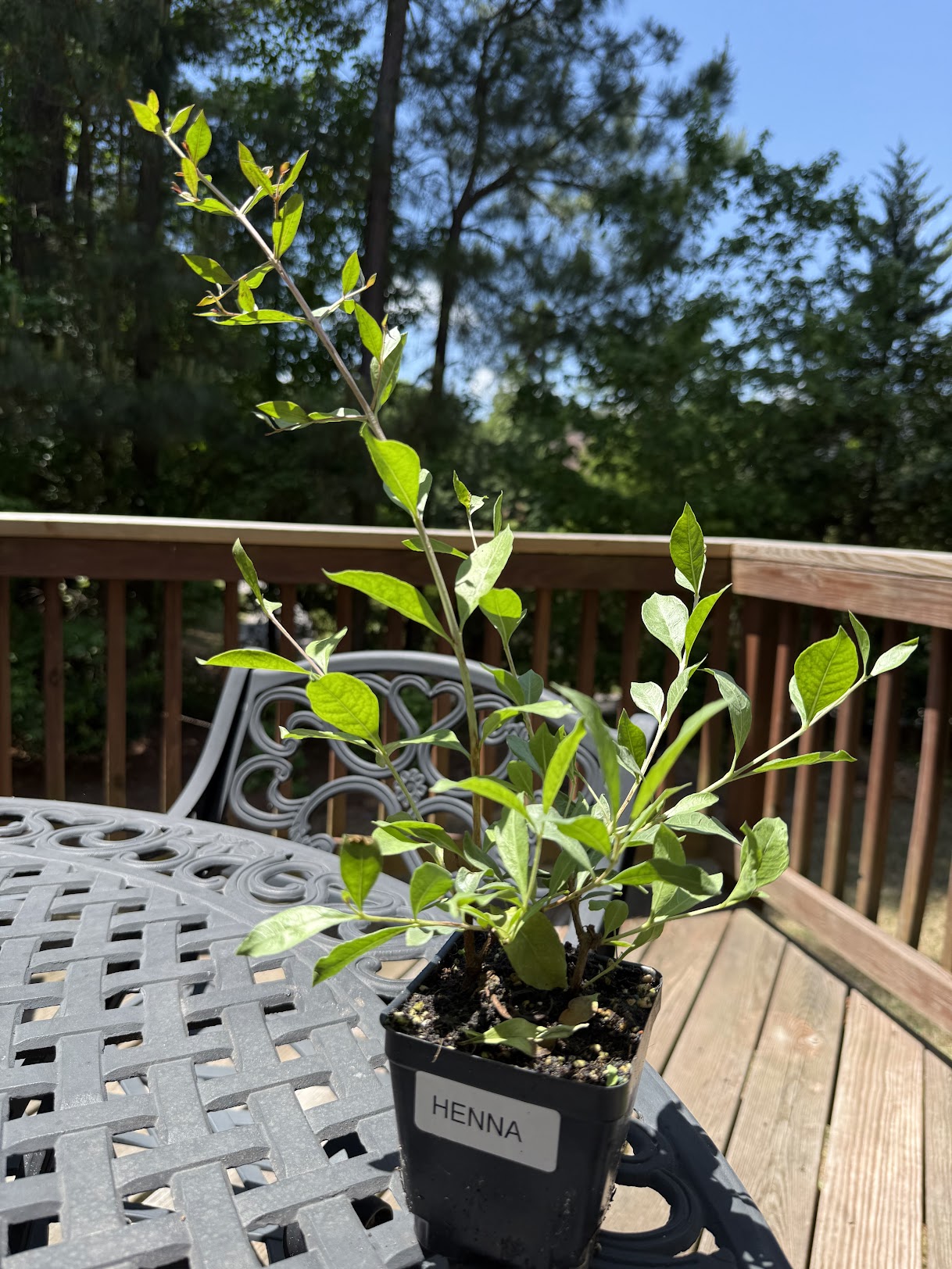 Henna Plant