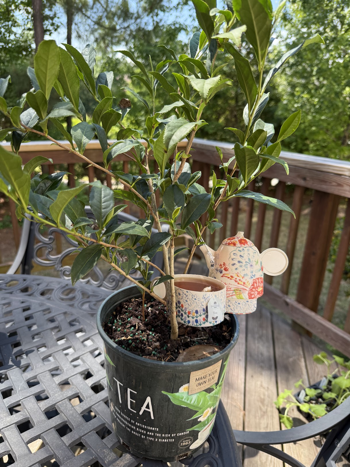 Tea leaves Plant