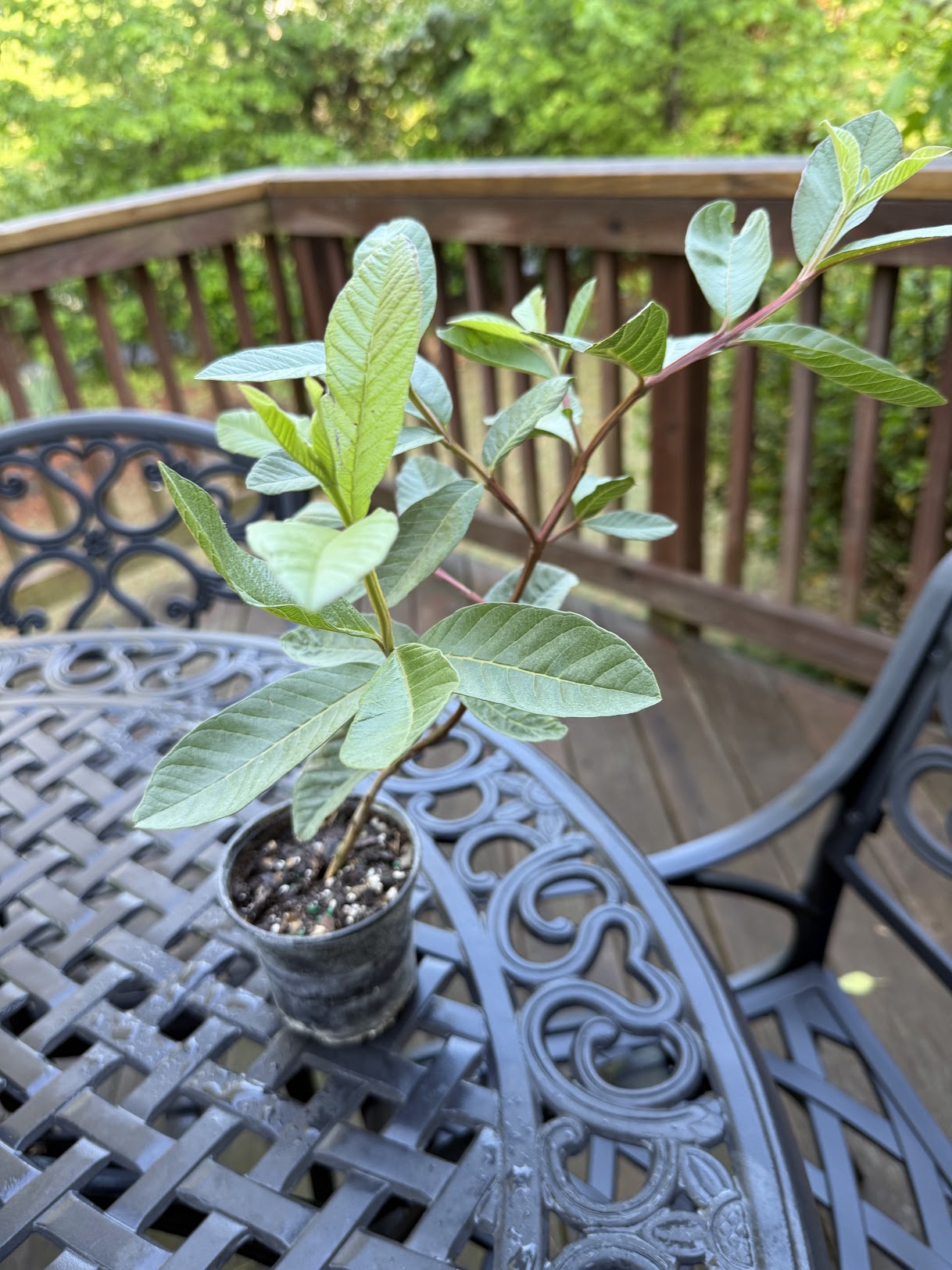 Guava Plant