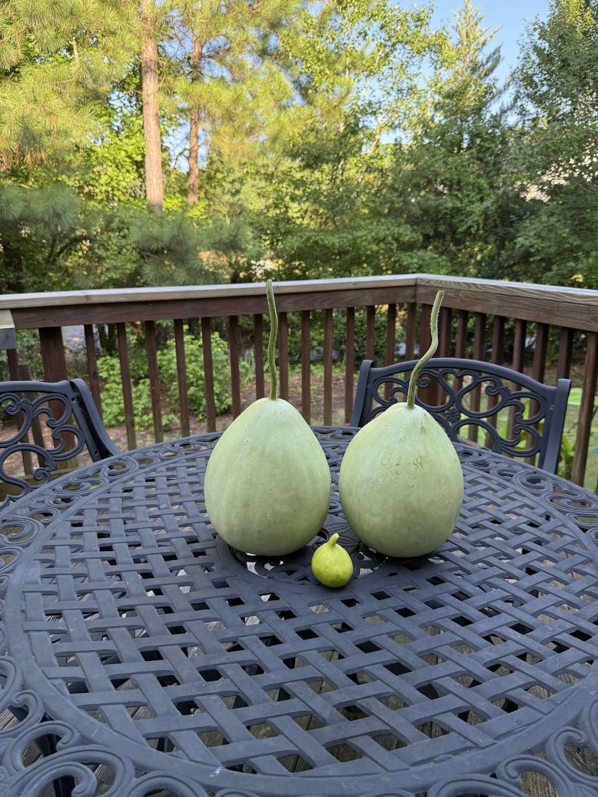 Bottle Gourd (Lauki)