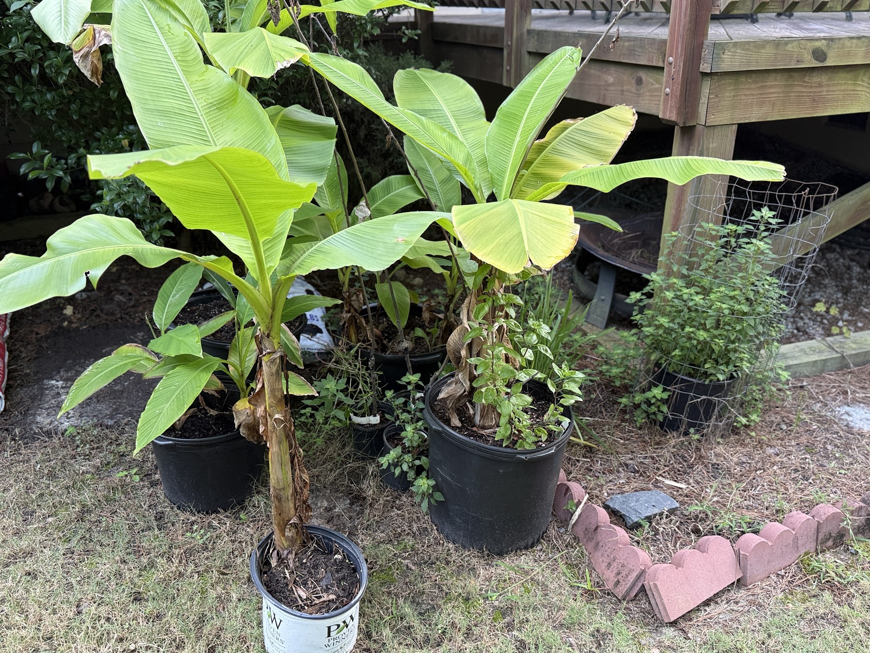 Banana Plant