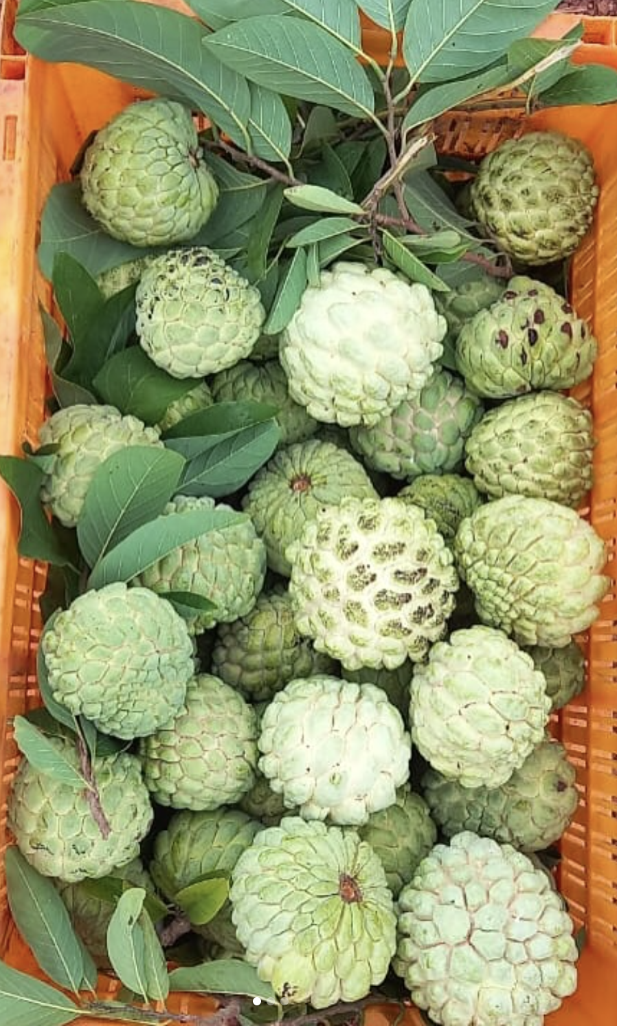 Seetafal/सीताफल/సీతాఫలం